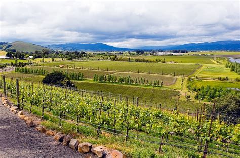 Wine Country Drives: Tasting the Road and the Grapes